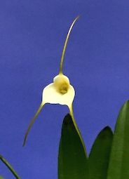 Masdevallia Angel Frost x Masd. attenuata